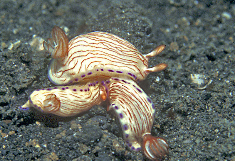 Hypselodoris spB